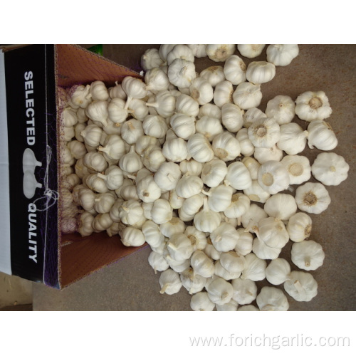 Best Quality Pure White Garlic